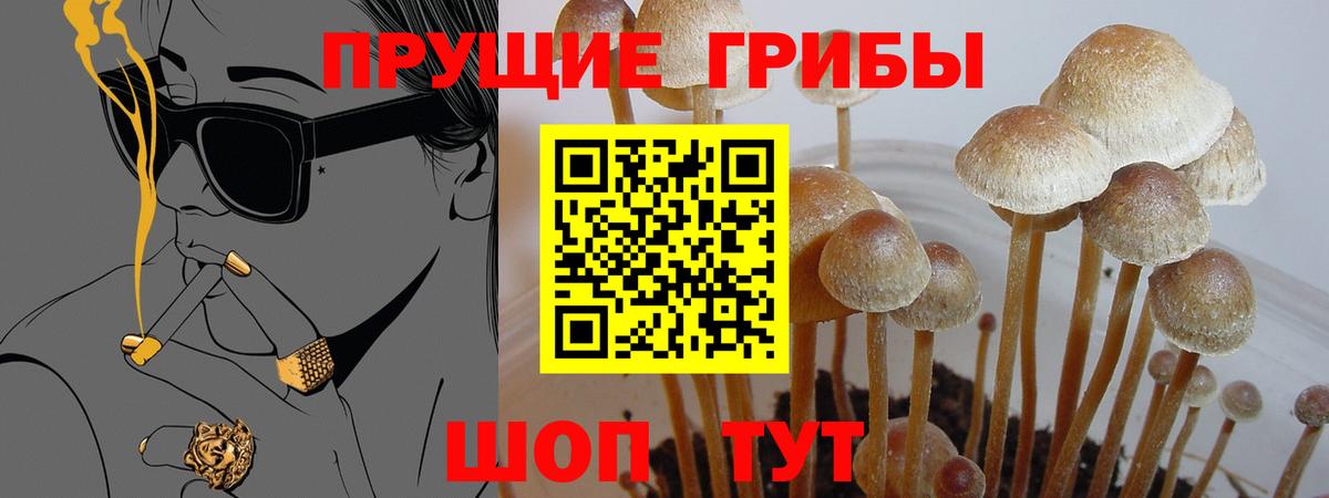 Сатка  наркота  Вход с VPN  Псилоцибиновые грибы мицелий  Псилоцибиновые грибы GOLDEN TEACHER 